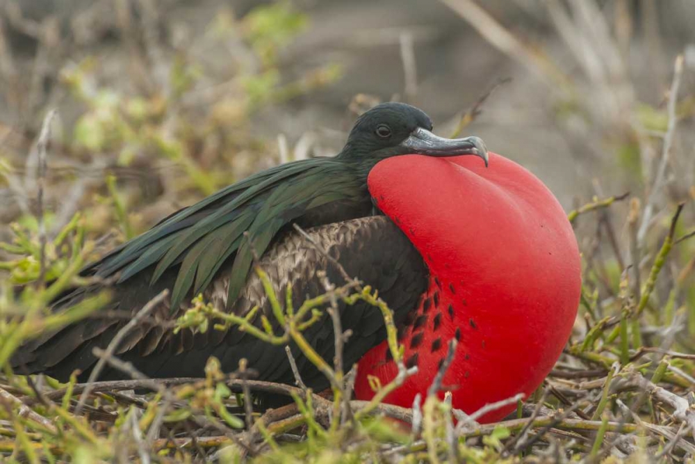 Ecuador, Galapagos Great Frigatebird displaying
